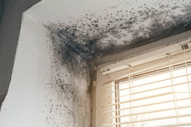 Affordable Mold Cleanup solutions in Rockwood, PA