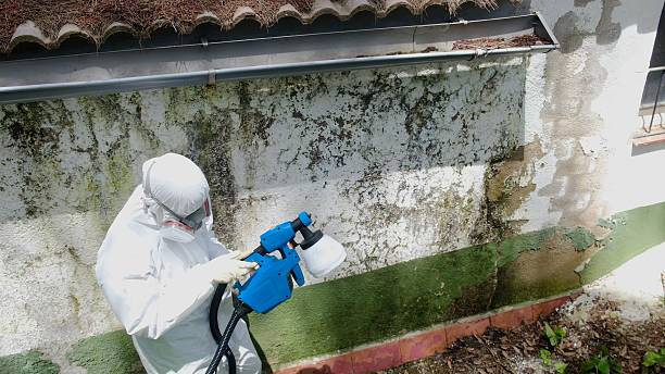 Top rated local Mold Cleanup specialists in Rockwood, PA